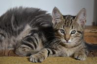 Norsk Skogkatt / Bengal - Superfin kattunge