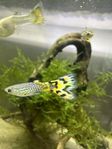 guppy 
