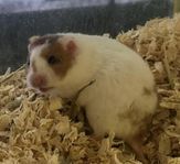 Guldhamster