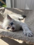 Underbar kattunge ragdoll mix! Busig hane levklar i juli 