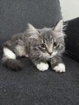 kattunge hane
