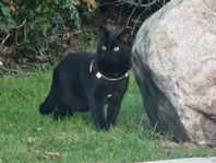 Söker ett nytt hem till svarta panter hankatt.