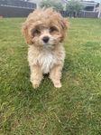 Cavapoo valp 