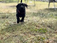 Labradoodle valpar 