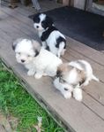 Maltipoo hanvalpar