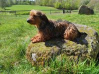 Yorkshire Terrier/Strävhårig Tax
