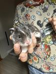 Guldhamster handtam