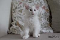 Norsk Skogkatt kattungar med stamtavla
