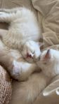 Renrasiga Ragdoll kattungar
