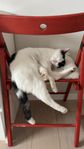 katt söker nytt hem 