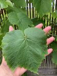 Zilga Vindruvor  planta/ ranka säljs 