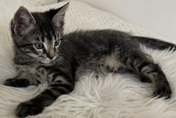 Underbara NorskSkog blandis kattungar