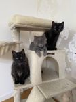 Kattungar Sibirisk/bondkatt
