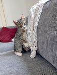 kattunge