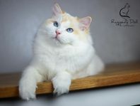 Fodervärd sökes Ragdoll