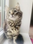 sibirisk kattunge 