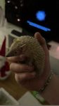 Tenrec
