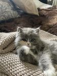 Perser/Ragdoll flicka 