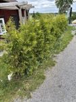 Tujahäck till salu 