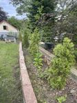 Thuja Brabant