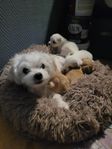 Maltipoo valpar
