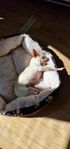 chihuahua tik