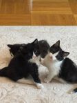 Kattungar söker kärleksfulla hem