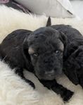 Cockerpoo tikar 8 veckor i juli 