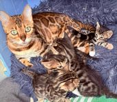 Kattungar, mamman 100% bengal