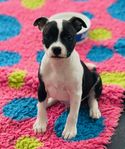 Staffordshire bullterrier valp SKK