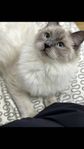 Ragdoll flicka