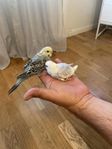 undulat 2st kvar både 100% tam