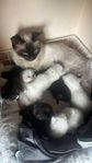 kattungar Birma/perser/huskatt. 