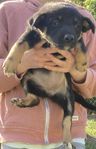Valpar Korsning Kelpie/Border Collie