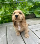 cockerspaniel valpar söker fodervärd