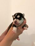 Pomsky valpar 