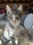 Maincoon blandras kattunge