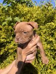 American Bully Pocket/Exotic