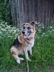Schäfer Boarder Collie behöver nytt hem