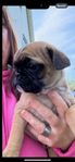 fransk bulldog / mops sista hanen i kullen