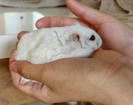 Rysk vintervit dvärghamster med bur (hamster)