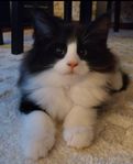 Kattungar norsk skogkatt 