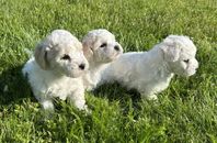 Bichon Frisé/Bichon Havanais-valpar (Havachon)