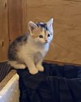 Kattungar 