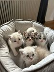 Kattungar 