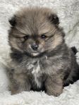 Fantastiska Pomeranian