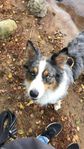 BC/ Aussie +springer spaniel blandning valpar 