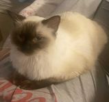 ragdoll hona ca 17 månader 