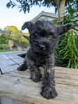 Cairnterriervalp