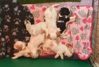 amerikansk Cockerspaniel valp 